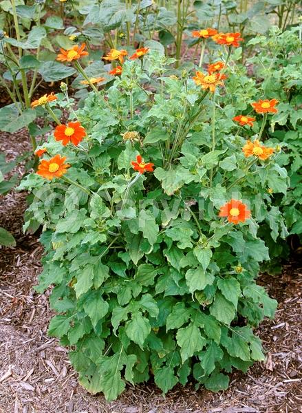 Orange blooms; Yellow blooms; North American Native
