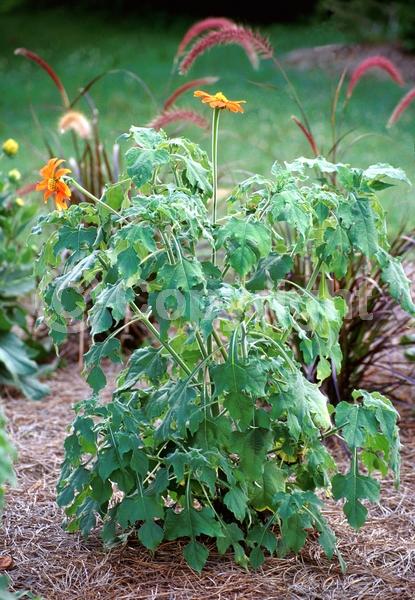 Orange blooms; Yellow blooms; North American Native