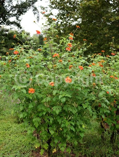 Orange blooms; Yellow blooms; North American Native