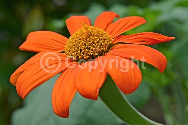 Orange blooms; Yellow blooms; North American Native