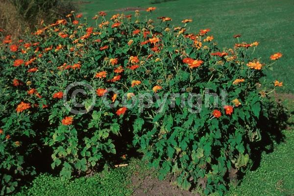 Orange blooms; North American Native
