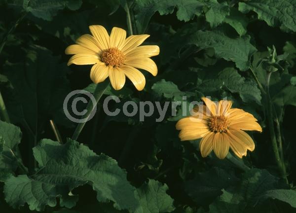 Yellow blooms; North American Native
