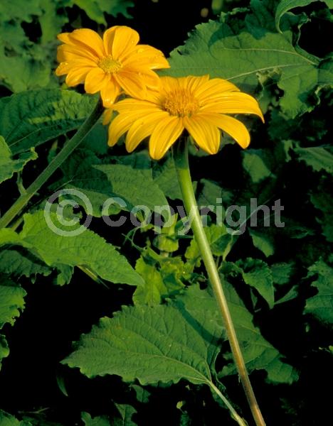 Yellow blooms; North American Native