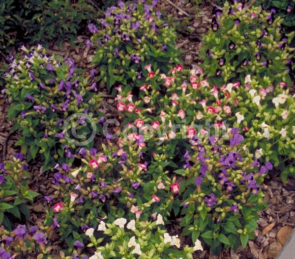 Yellow blooms; Blue blooms; Purple blooms; Pink blooms