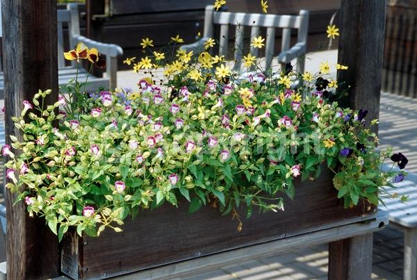 Yellow blooms; Blue blooms; Purple blooms; Pink blooms