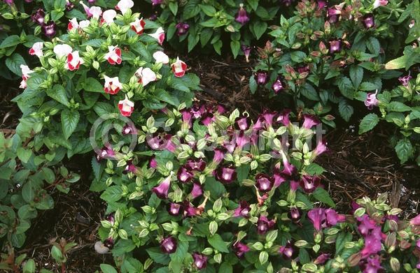 Yellow blooms; Blue blooms; Purple blooms; Pink blooms