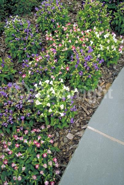 Yellow blooms; Blue blooms; Purple blooms; Pink blooms