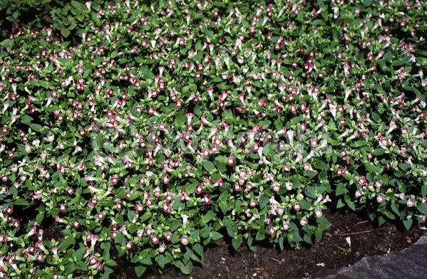 Yellow blooms; Blue blooms; Purple blooms; Pink blooms