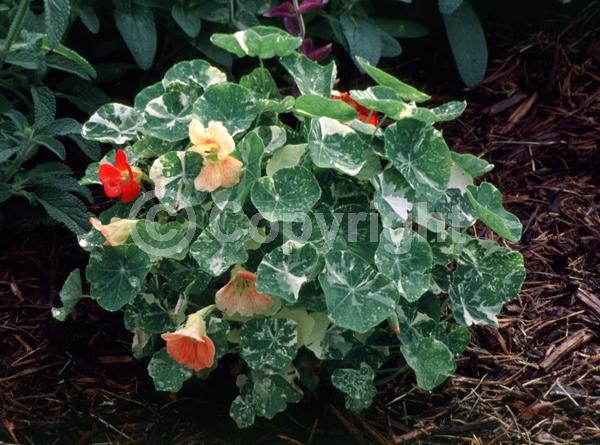 Orange blooms; Evergreen