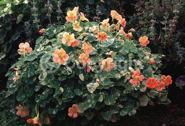 Orange blooms; Evergreen