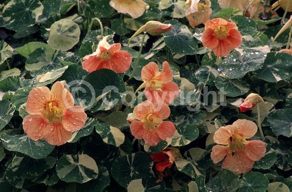 Orange blooms; Evergreen