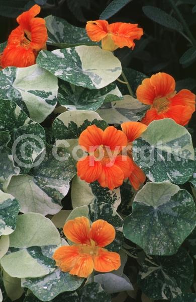 Orange blooms; Evergreen