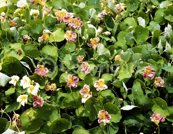 Yellow blooms; Lavender blooms; Deciduous; Broadleaf