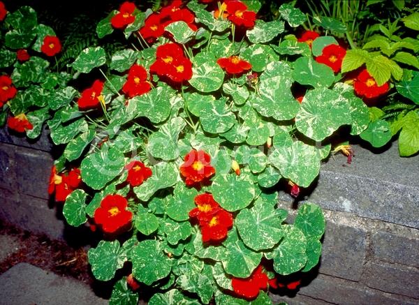 Orange blooms; Yellow blooms; Evergreen; Needles or needle-like leaf