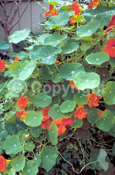 Orange blooms; Yellow blooms; Evergreen; Needles or needle-like leaf