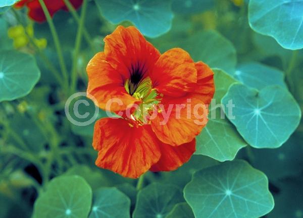 Orange blooms; Yellow blooms; Evergreen; Needles or needle-like leaf