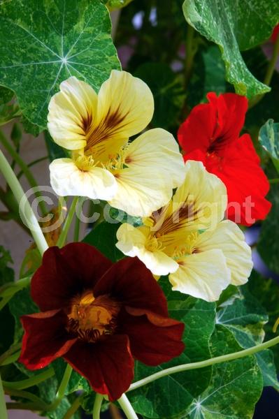 Orange blooms; Yellow blooms; Evergreen; Needles or needle-like leaf