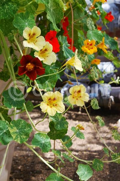 Orange blooms; Yellow blooms; Evergreen; Needles or needle-like leaf