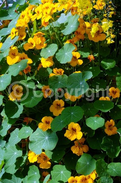 Orange blooms; Yellow blooms; Evergreen; Needles or needle-like leaf