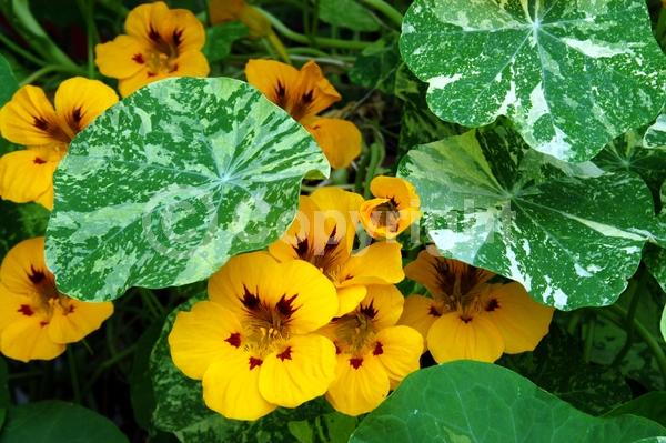 Orange blooms; Yellow blooms; Evergreen; Needles or needle-like leaf
