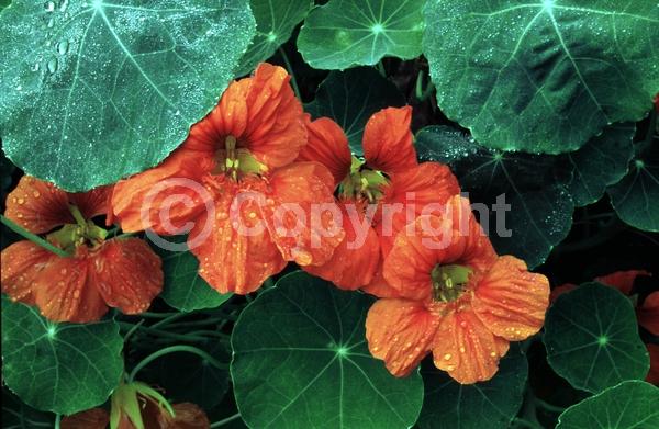 Orange blooms; Yellow blooms; Evergreen; Needles or needle-like leaf
