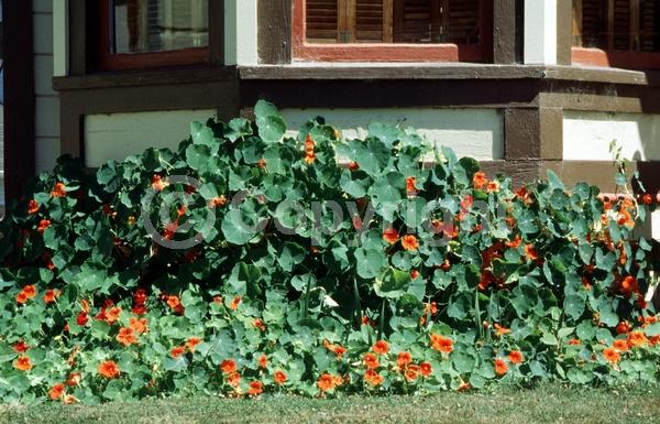 Orange blooms; Yellow blooms; Evergreen; Needles or needle-like leaf