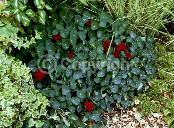 Orange blooms; Yellow blooms; Evergreen; Needles or needle-like leaf