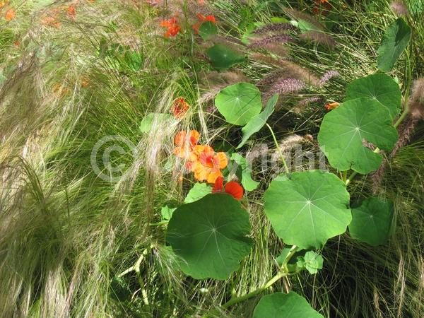 Orange blooms; Yellow blooms; Evergreen; Needles or needle-like leaf
