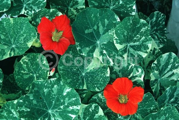 Yellow blooms; Evergreen; Needles or needle-like leaf