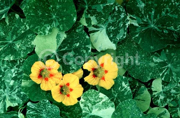 Yellow blooms; Evergreen; Needles or needle-like leaf