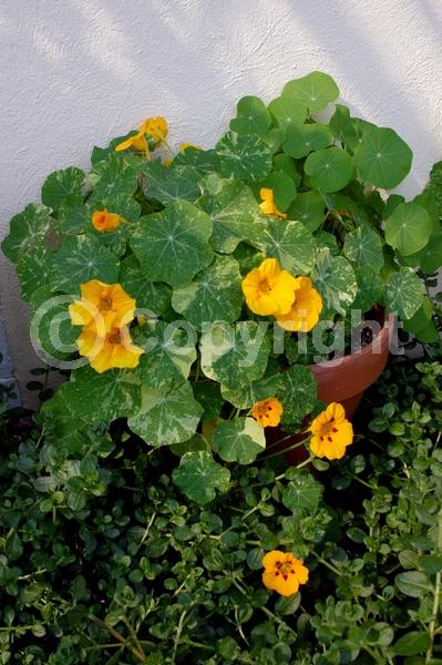 Yellow blooms; Evergreen; Needles or needle-like leaf