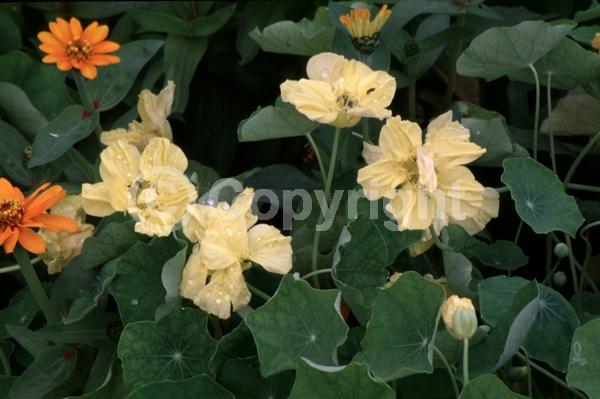 Red blooms; Orange blooms; Yellow blooms; White blooms; Evergreen; Needles or needle-like leaf