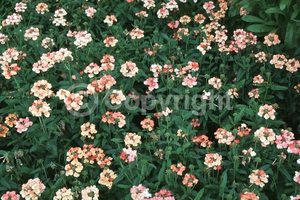 Orange blooms; Salmon blooms