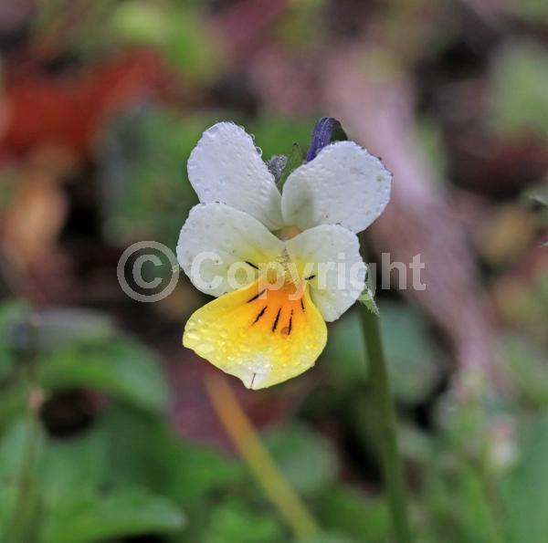 Yellow blooms; White blooms
