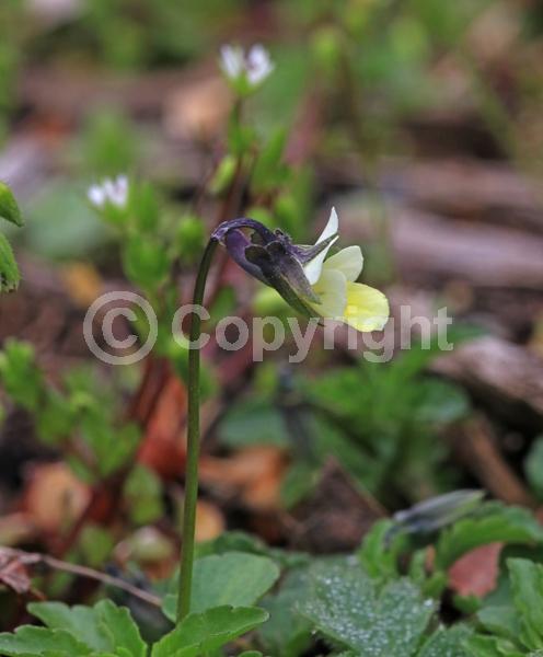 Yellow blooms; White blooms