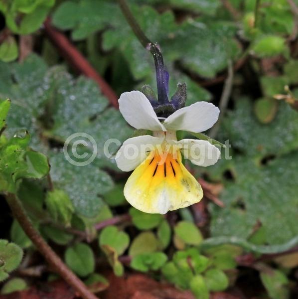 Yellow blooms; White blooms