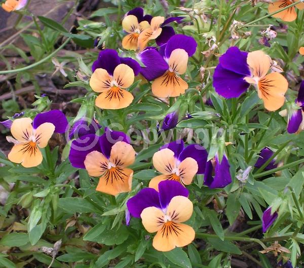 Yellow blooms; Purple blooms