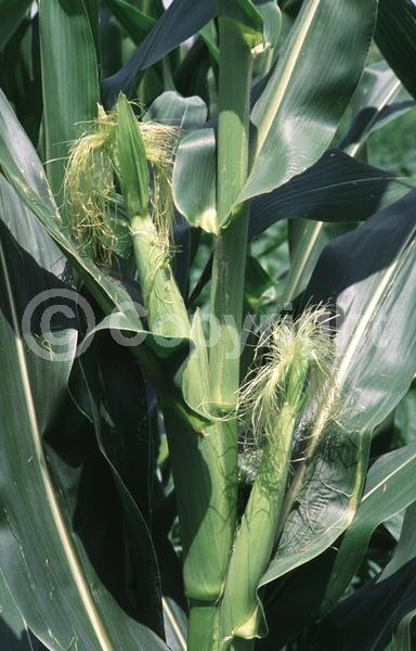 White blooms; Deciduous; Broadleaf; North American Native