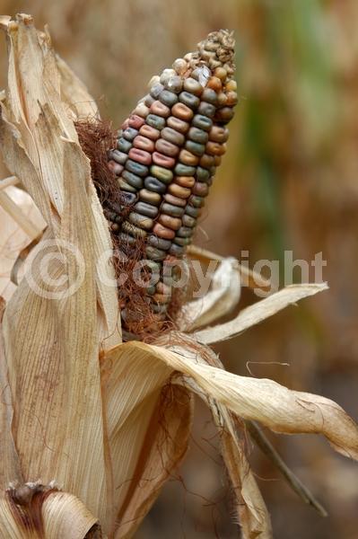 White blooms; Deciduous; Broadleaf; North American Native