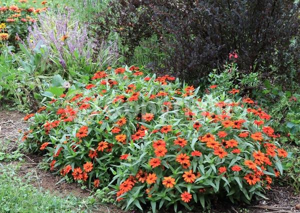 Red blooms; Orange blooms