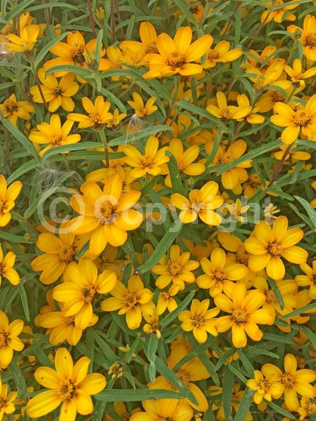 Orange blooms; White blooms; North American Native