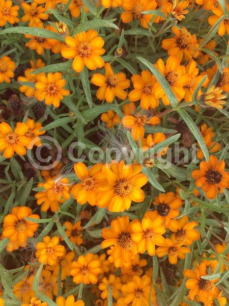 Orange blooms; White blooms; North American Native