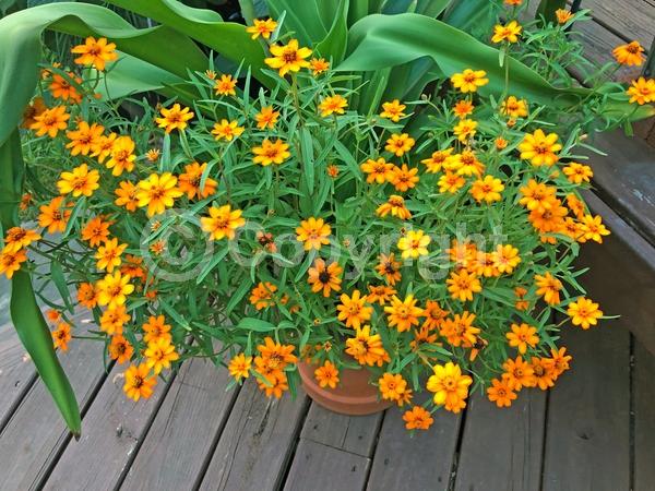 Orange blooms; White blooms; North American Native