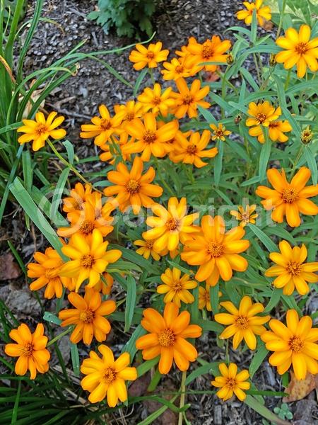 Orange blooms; White blooms; North American Native
