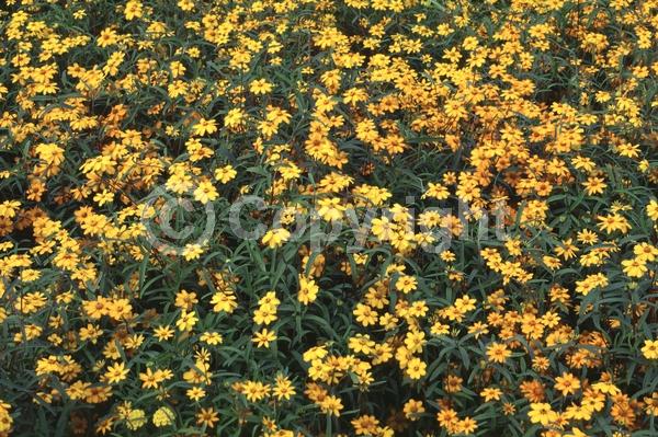 Orange blooms; North American Native