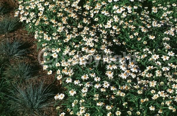 White blooms; North American Native