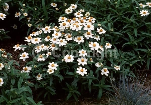 White blooms; North American Native