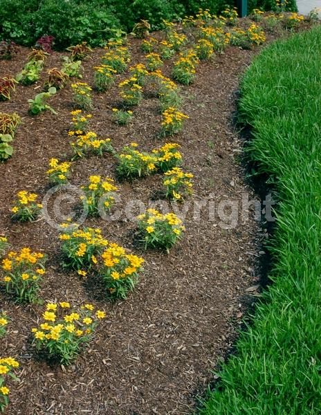 Orange blooms; White blooms; North American Native