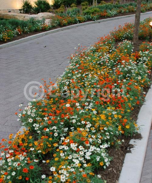 Orange blooms; White blooms; North American Native