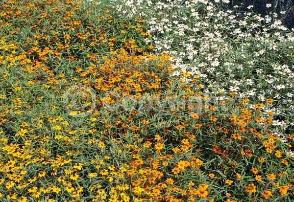 Orange blooms; White blooms; North American Native